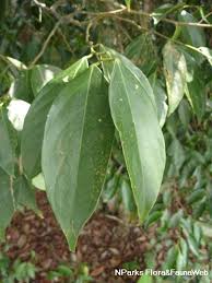Image result for Cleistanthus
