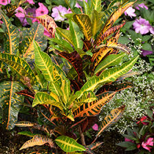 Image result for Croton kilwae