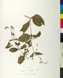 Image result for Silene kiwuensis