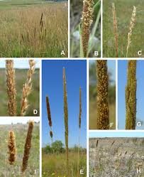 Image result for Eriochrysis pallida