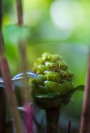 Image result for Costus afer