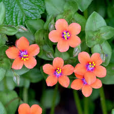 Image result for Anagallis serpens