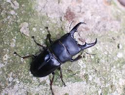 stag_beetle_japan