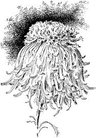 Anemone Clipart Black And White Japanese Anemone Chrysanthemum Japanese Anemone Chrysanthemum Anemone
