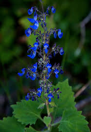 Image result for Coleus thyrsoideus