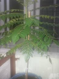Jadi, perlu menanam pokok kari supaya lebih mudah untuk diambil sekiranya perlu. Pokok Kari Dah Kena Potong