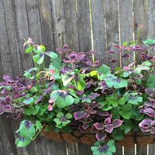 Image result for Oxalis tetraphylla