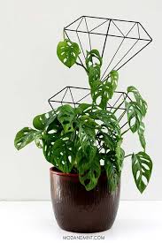 Monstera Adansonii How To Care For A Swiss Cheese Vine Plant Plants Trailing Plants Hanging Plants