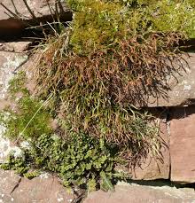 Image result for Asplenium loxoscaphoides