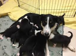 The border collie is not recommended for apartment life. A Four Legged Family Reunion Oregon Humane Society
