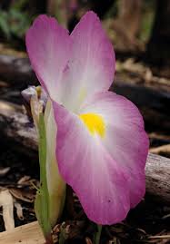 Image result for Siphonochilus aethiopicus