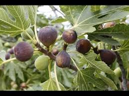Fig trees are an excellent fruit tree to grow in your garden. How To Grow Figs Complete Growing Guide Youtube