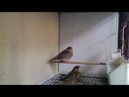 Kizgin Flurya Kusu Uretim Otusu Verdune Greenfinch Mutation Mutasyon Florya Kusu Youtube