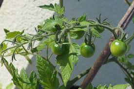 Tiny tim will reach 18 inches tall if grown in the ground and 12 inches tall if grow in in a container. How To Grow Tomatoes In Containers Gardener S Path
