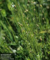 Image result for Eleocharis brainii