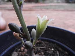 Image result for Adenia goetzei