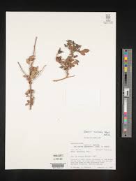 Image result for Searsia grossireticulata