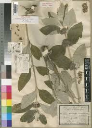 Image result for Neuracanthus decorus