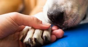 However, many cats will not. In Home Euthanasia Putting A Dog Or Cat Down At Home