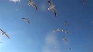 Birds flying in the sky. Flock Of Seagulls Birds Flying In The Blue Sky 1626145 Stock Video At Vecteezy