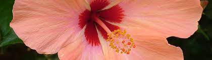 But it's not a hard plant to grow as long as you know the proper way to take care. 7 Must Know Tips On Caring For Hibiscus Plants And Flowers