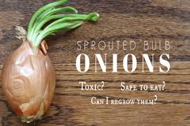 Peeling garlic removes the phenylpropanoid antioxidants which. How To Regrow Sprouted Onion Bulbs Empress Of Dirt