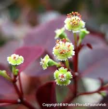 Image result for Euphorbia cotinifolia