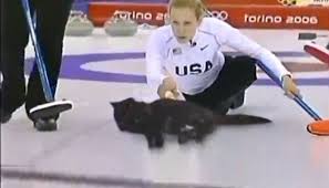 Olympic Cat Curling Cat Curling Cats Cats And Kittens