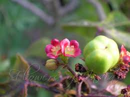 Image result for Jatropha gossypiifolia