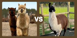 Image result for llama