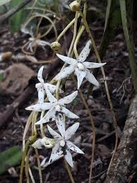 Image result for Ypsilopus zimbabweensis