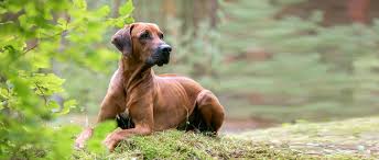 rhodesian ridgeback rasseportrait