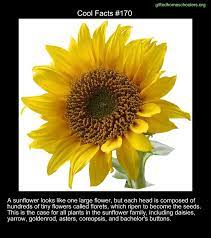 Cool Facts 170 Https En Wikipedia Org Wiki Sunflower Fun Facts Cool Science Facts Weird Facts