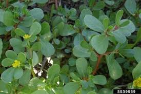 For many years i didn't know what it was, i just purslan can be rather invasive and difficult to remove. Common Purslane Portulaca Oleracea L