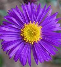 Birth Flower September Aster Sag Aster Flower Flower Photos Birth Flowers