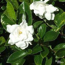 15 Blooming Evergreen Shrubs That Will Add Instant Color To Your Garden Evergreen Shrubs Gardenia Bush Gardenia Plant