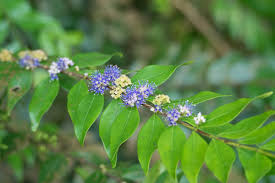 Image result for Memecylon rovumense