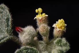 Image result for Chrozophora plicata