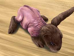 Sterilized animals can tend to become larger and somewhat chubby. How To Care For Havana Rabbits 14 Steps With Pictures Wikihow