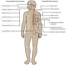 The nervous system is made up on. Nervous System Concepts Of Biology