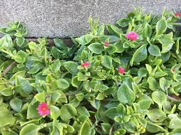 Image result for Chenolea diffusa