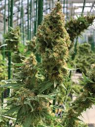 If patients do not possess a medical marijuana card in their respective state, in accordance to both federal and state law, they are using the medication illegally. W Is For Weed And Wellness Sponsored Dispensaries Hudson Valley Chronogram Magazine
