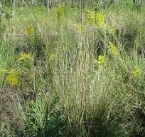 Image result for Elionurus