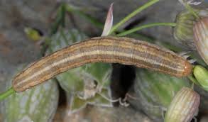 Image result for Hadena perplexa