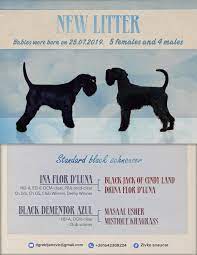 We did not find results for: Puppies For Sale Standard Black Schnauzer Jelena Dogshows