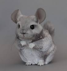 Pin On I Miss My Chinnies