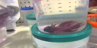Finding a pet sitter for an aquarium is much easier than looking for a pet for the closest pet stores near me that sell fish, search nearby by performing a quick map or voice search and discover mapped results around your. Pet Shop Near Me Fish Online Off 61