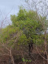 Image result for Mystroxylon