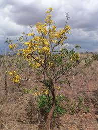 Image result for Senna singueana