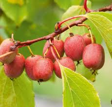Image result for Actinidia